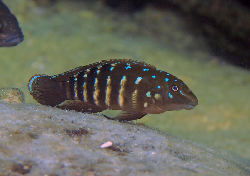 Tanganicodus irsacae 'Mabilibili Bay'